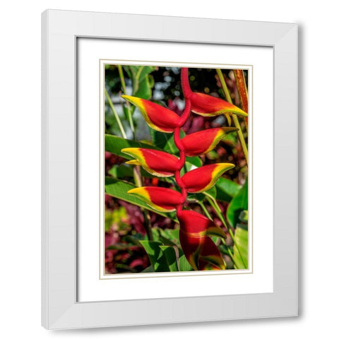 Heliconia White Modern Wood Framed Art Print with Double Matting by Engelbrecht, Lisa S.