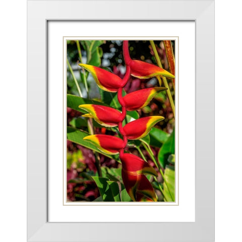 Heliconia White Modern Wood Framed Art Print with Double Matting by Engelbrecht, Lisa S.