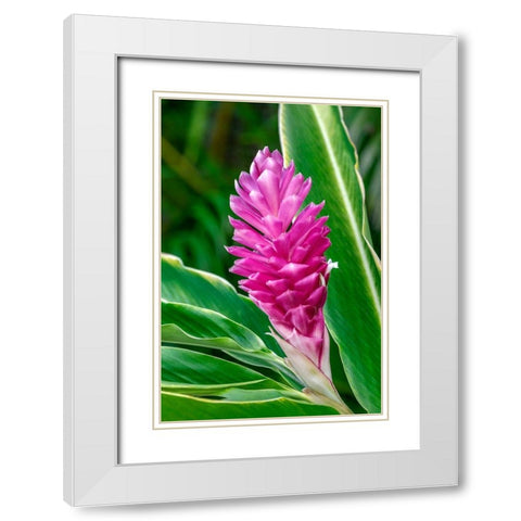 Pink Ginger plant White Modern Wood Framed Art Print with Double Matting by Engelbrecht, Lisa S.