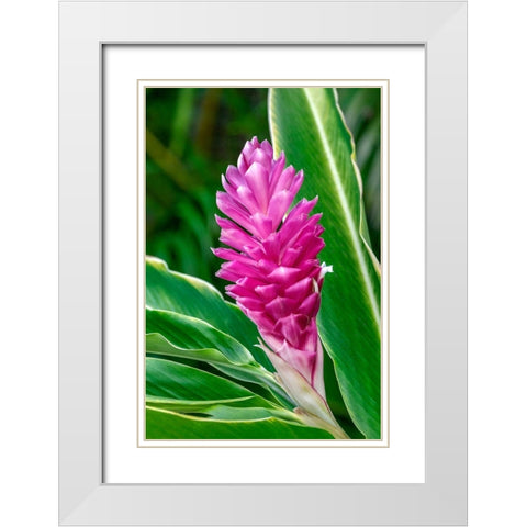 Pink Ginger plant White Modern Wood Framed Art Print with Double Matting by Engelbrecht, Lisa S.