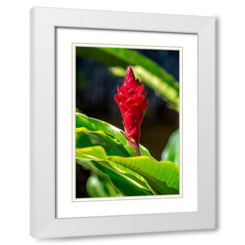 Red Ginger plant White Modern Wood Framed Art Print with Double Matting by Engelbrecht, Lisa S.