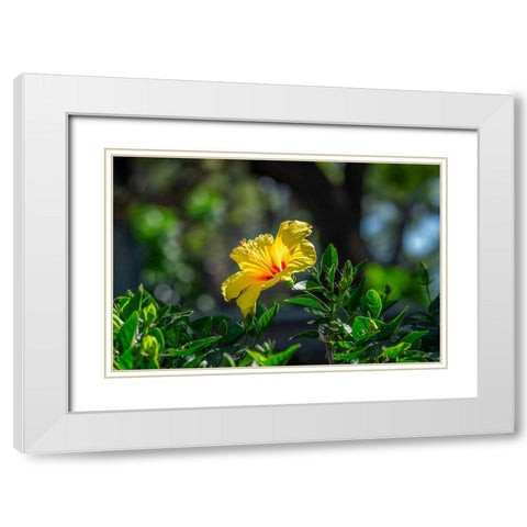 Yellow Hibiscus White Modern Wood Framed Art Print with Double Matting by Engelbrecht, Lisa S.