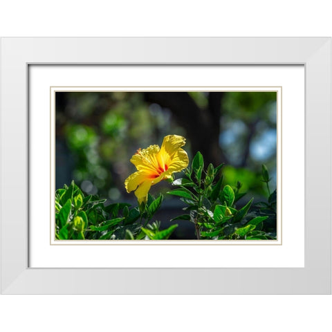 Yellow Hibiscus White Modern Wood Framed Art Print with Double Matting by Engelbrecht, Lisa S.