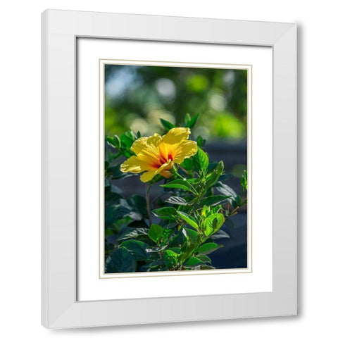 Yellow Hibiscus White Modern Wood Framed Art Print with Double Matting by Engelbrecht, Lisa S.