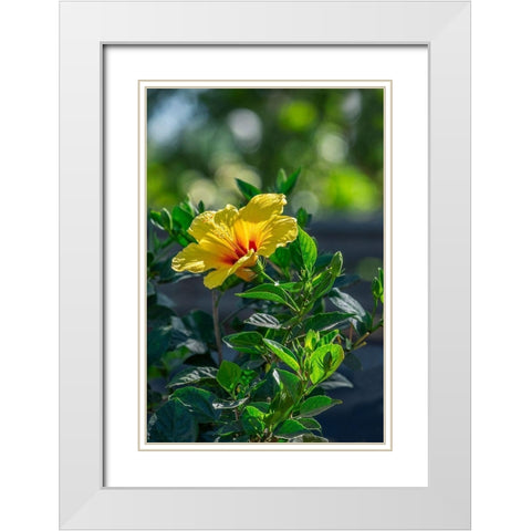 Yellow Hibiscus White Modern Wood Framed Art Print with Double Matting by Engelbrecht, Lisa S.
