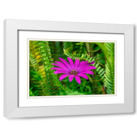 African daisy White Modern Wood Framed Art Print with Double Matting by Engelbrecht, Lisa S.