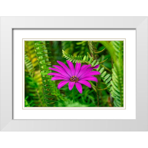 African daisy White Modern Wood Framed Art Print with Double Matting by Engelbrecht, Lisa S.