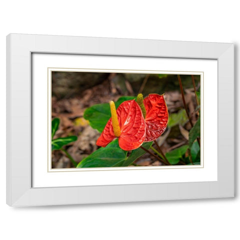 Anthurium White Modern Wood Framed Art Print with Double Matting by Engelbrecht, Lisa S.