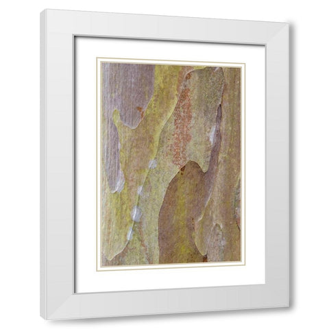 Bark of Crape Myrtle tree White Modern Wood Framed Art Print with Double Matting by Engelbrecht, Lisa S.