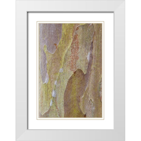 Bark of Crape Myrtle tree White Modern Wood Framed Art Print with Double Matting by Engelbrecht, Lisa S.