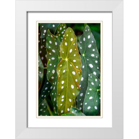 Begonia Maculata-Polka dot Begonia White Modern Wood Framed Art Print with Double Matting by Engelbrecht, Lisa S.
