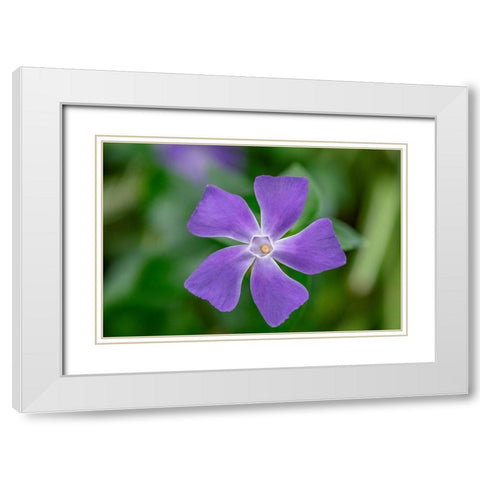 Bigleaf Periwinkle White Modern Wood Framed Art Print with Double Matting by Engelbrecht, Lisa S.