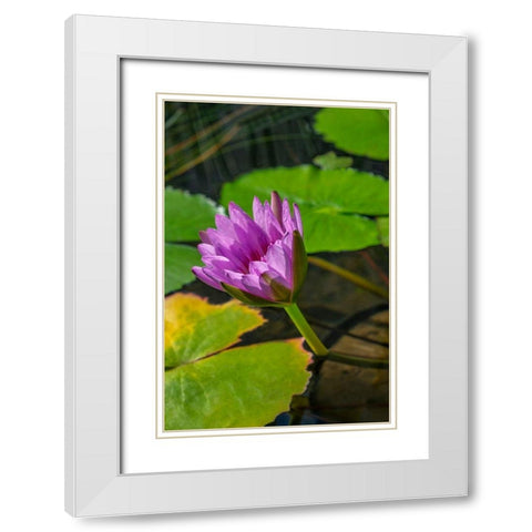 Blue Cape Water lily White Modern Wood Framed Art Print with Double Matting by Engelbrecht, Lisa S.