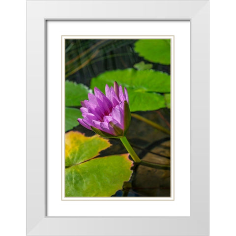 Blue Cape Water lily White Modern Wood Framed Art Print with Double Matting by Engelbrecht, Lisa S.