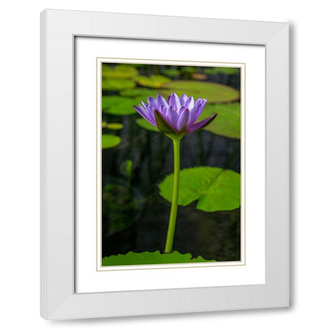 Blue Cape Water lily White Modern Wood Framed Art Print with Double Matting by Engelbrecht, Lisa S.