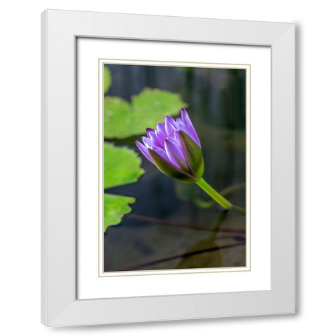Blue Cape Water lily White Modern Wood Framed Art Print with Double Matting by Engelbrecht, Lisa S.