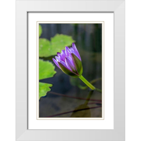 Blue Cape Water lily White Modern Wood Framed Art Print with Double Matting by Engelbrecht, Lisa S.
