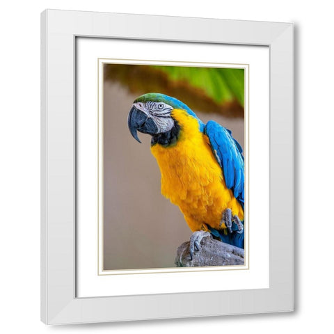 Blue-and-yellow Macaw White Modern Wood Framed Art Print with Double Matting by Engelbrecht, Lisa S.