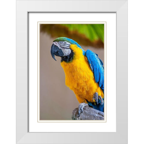 Blue-and-yellow Macaw White Modern Wood Framed Art Print with Double Matting by Engelbrecht, Lisa S.