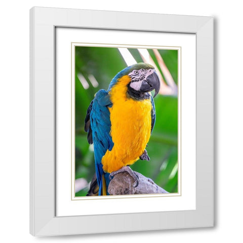 Blue-and-yellow Macaw White Modern Wood Framed Art Print with Double Matting by Engelbrecht, Lisa S.