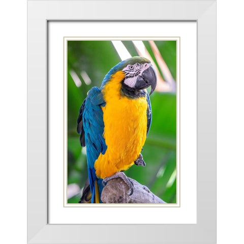 Blue-and-yellow Macaw White Modern Wood Framed Art Print with Double Matting by Engelbrecht, Lisa S.