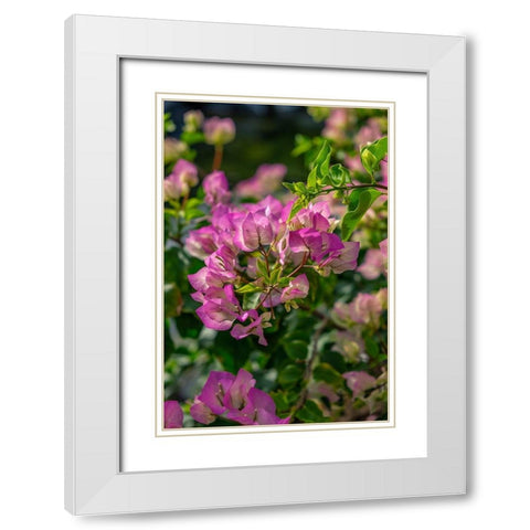 Bougainvillea White Modern Wood Framed Art Print with Double Matting by Engelbrecht, Lisa S.