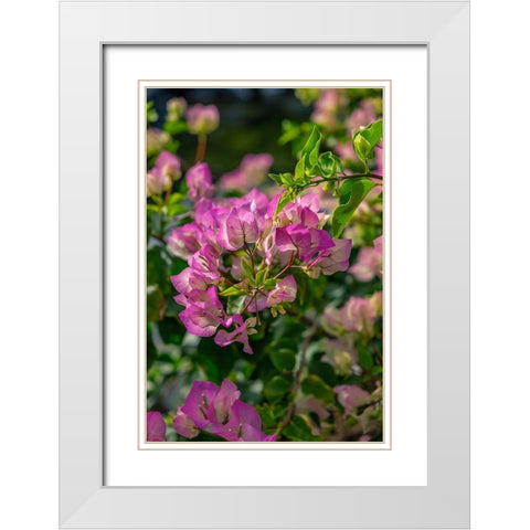 Bougainvillea White Modern Wood Framed Art Print with Double Matting by Engelbrecht, Lisa S.