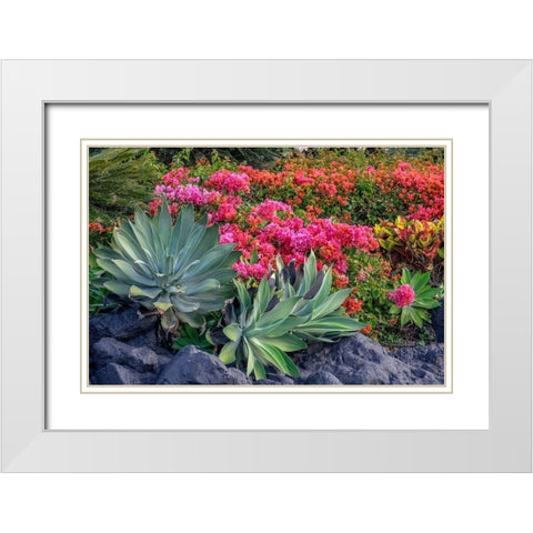 Bougainvillea in tropical garden White Modern Wood Framed Art Print with Double Matting by Engelbrecht, Lisa S.