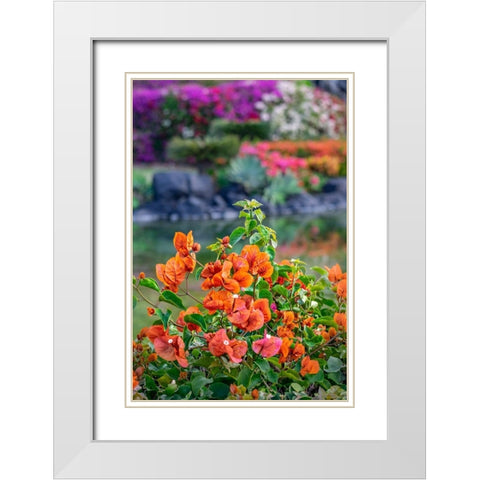 Bougainvillea in tropical garden White Modern Wood Framed Art Print with Double Matting by Engelbrecht, Lisa S.
