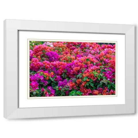 Bougainvillea in tropical garden White Modern Wood Framed Art Print with Double Matting by Engelbrecht, Lisa S.