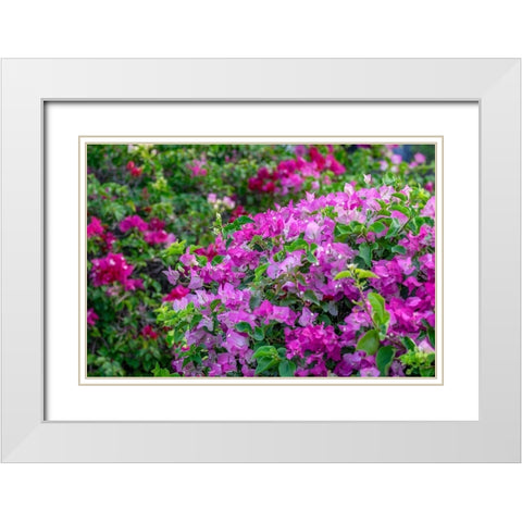 Bougainvillea in tropical garden White Modern Wood Framed Art Print with Double Matting by Engelbrecht, Lisa S.