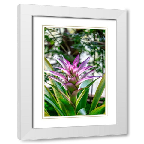 Bromeliad White Modern Wood Framed Art Print with Double Matting by Engelbrecht, Lisa S.