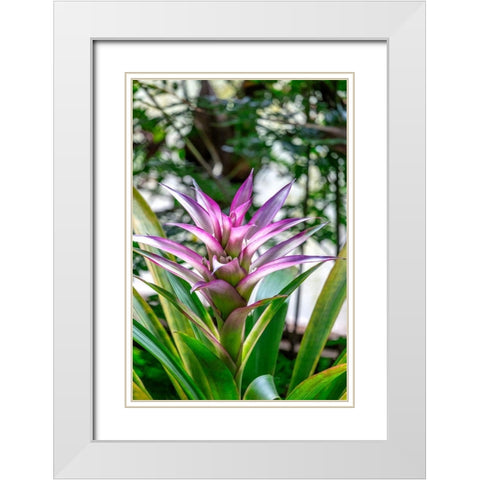 Bromeliad White Modern Wood Framed Art Print with Double Matting by Engelbrecht, Lisa S.