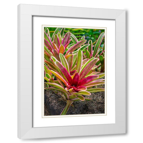 Bromeliad White Modern Wood Framed Art Print with Double Matting by Engelbrecht, Lisa S.