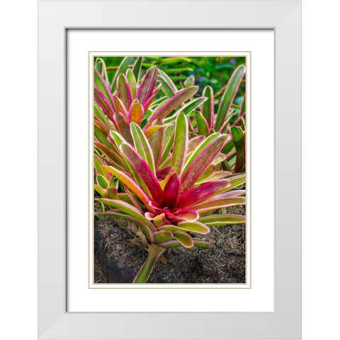 Bromeliad White Modern Wood Framed Art Print with Double Matting by Engelbrecht, Lisa S.