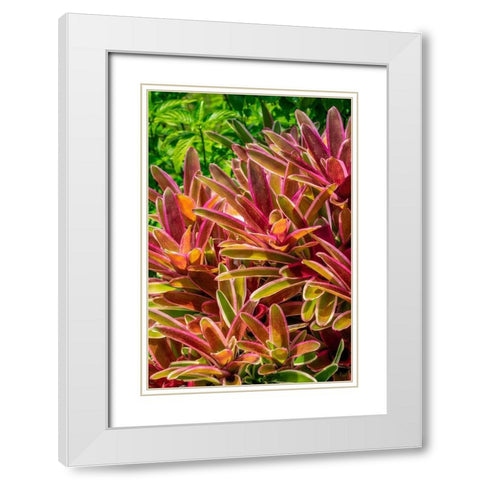 Bromeliad White Modern Wood Framed Art Print with Double Matting by Engelbrecht, Lisa S.