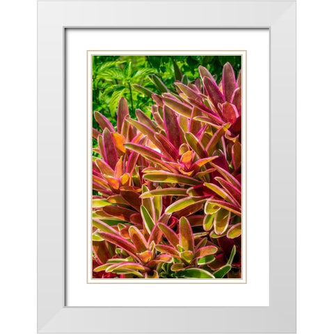 Bromeliad White Modern Wood Framed Art Print with Double Matting by Engelbrecht, Lisa S.