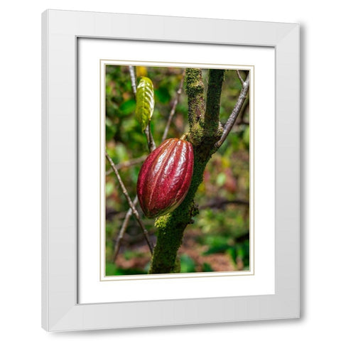 Cacao fruit White Modern Wood Framed Art Print with Double Matting by Engelbrecht, Lisa S.