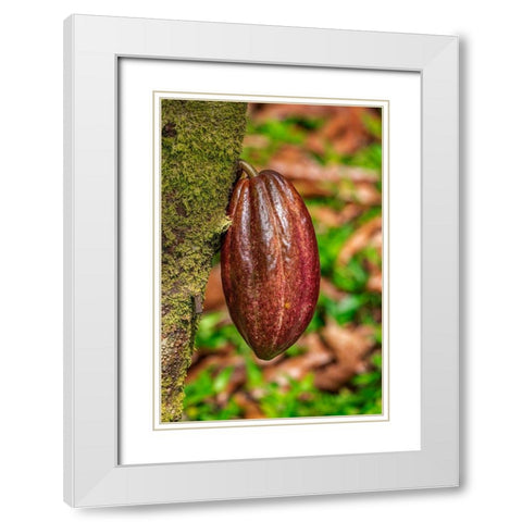 Cacao fruit White Modern Wood Framed Art Print with Double Matting by Engelbrecht, Lisa S.