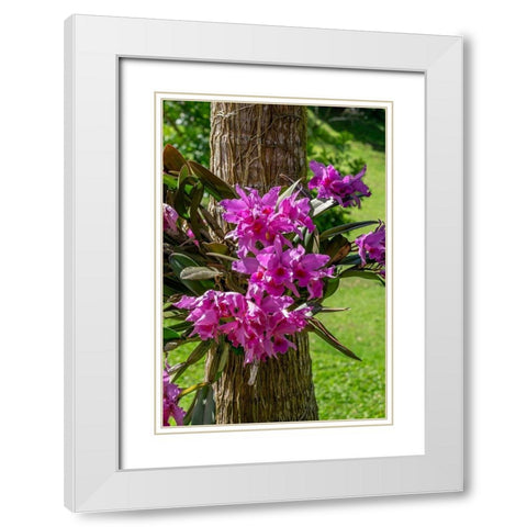 Cattleya Orchid White Modern Wood Framed Art Print with Double Matting by Engelbrecht, Lisa S.