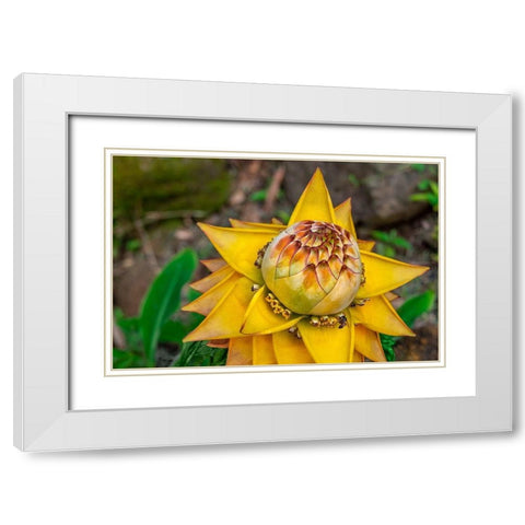 Chinese dwarf banana plant White Modern Wood Framed Art Print with Double Matting by Engelbrecht, Lisa S.