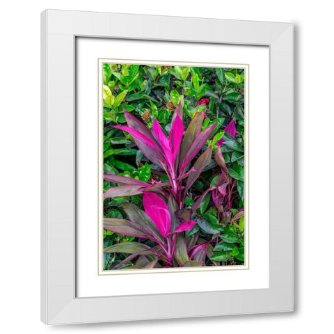 Cordyline fruticosa-Ti plant White Modern Wood Framed Art Print with Double Matting by Engelbrecht, Lisa S.