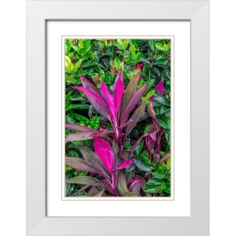 Cordyline fruticosa-Ti plant White Modern Wood Framed Art Print with Double Matting by Engelbrecht, Lisa S.
