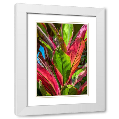 Cordyline fruticosa-Ti plant White Modern Wood Framed Art Print with Double Matting by Engelbrecht, Lisa S.
