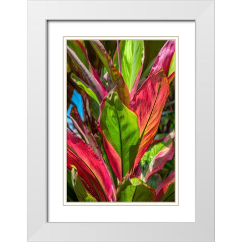 Cordyline fruticosa-Ti plant White Modern Wood Framed Art Print with Double Matting by Engelbrecht, Lisa S.