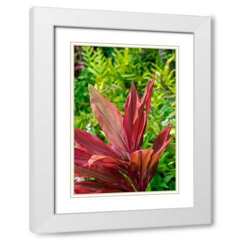 Cordyline fruticosa-Ti plant White Modern Wood Framed Art Print with Double Matting by Engelbrecht, Lisa S.