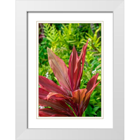 Cordyline fruticosa-Ti plant White Modern Wood Framed Art Print with Double Matting by Engelbrecht, Lisa S.