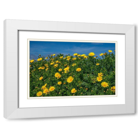 Crown daisy White Modern Wood Framed Art Print with Double Matting by Engelbrecht, Lisa S.