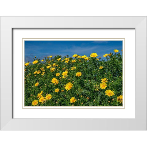 Crown daisy White Modern Wood Framed Art Print with Double Matting by Engelbrecht, Lisa S.