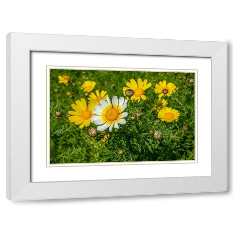 Crown daisy White Modern Wood Framed Art Print with Double Matting by Engelbrecht, Lisa S.